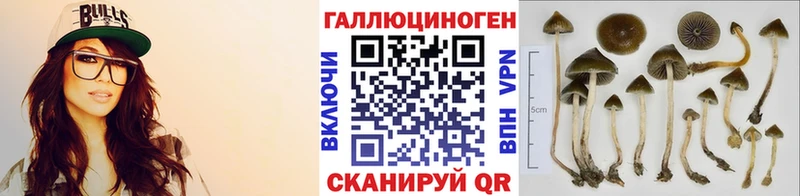 Галлюциногенные грибы Psilocybe  цена   Шагонар 